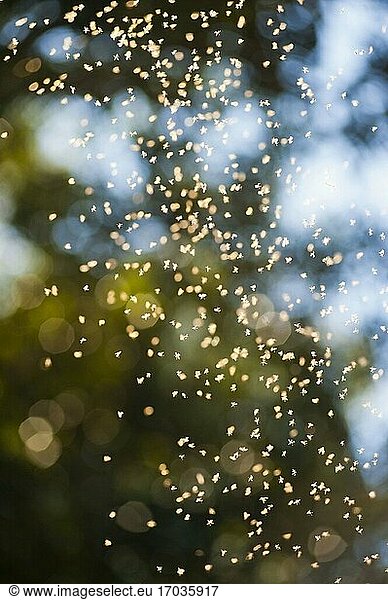 Fliegenschwarm in den Botanischen Gärten von Sydney  New South Wales  Australien