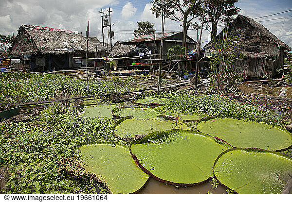 Floating homes in Belen  Iquitos  Peru