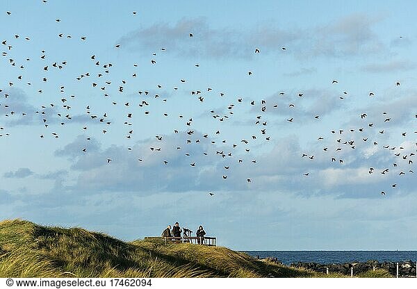 Flock of birds  birdwatcher  dune  Helgoland Island  Schleswig-Holstein  Germany  Europe