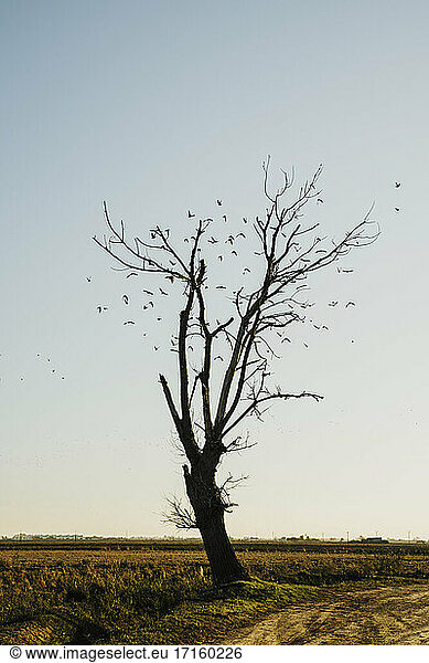 Flock of birds flying by bare tree in field against sky at Ebro delta  Spain