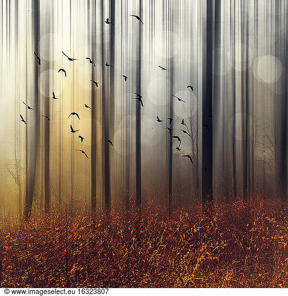 Flock of birds in autumn forest  digitally manipulated