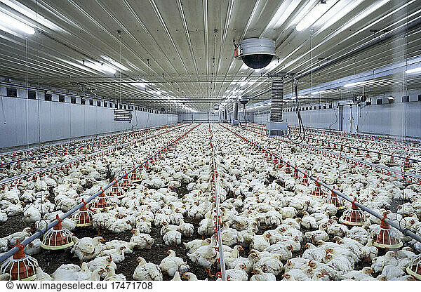 Flock of chicken at poultry farm