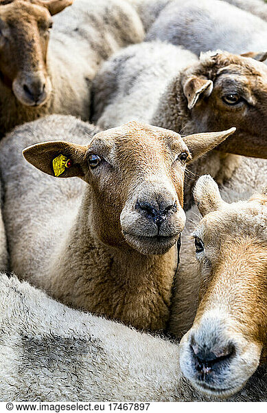Flock of Coburger Fuchsschaf sheep standing outdoors