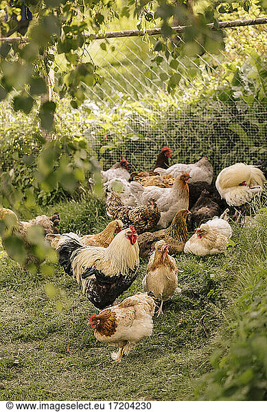 Flock of cockerel and hens at poultry farm