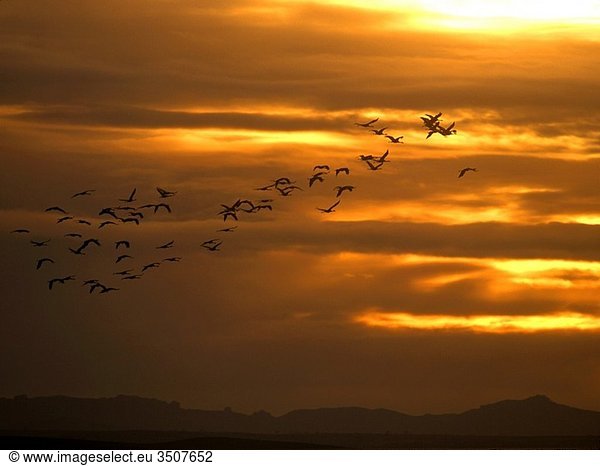 Flock of cranesGrus grus Gallocanta Lagoon Teruel Aragon Spain