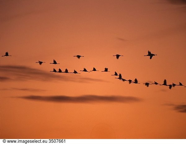 Flock of cranesGrus grus in migration Gallocanta Lagoon Teruel Aragon Spain
