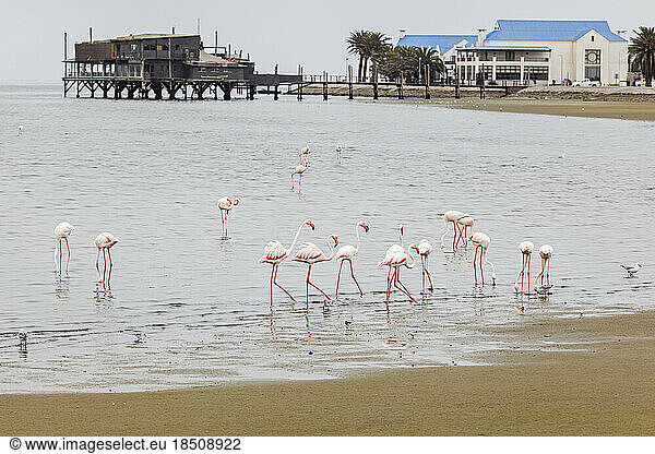 Flock of Flamingos on Walvis Bay  Namibia  Africa