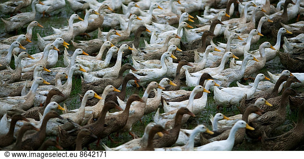 Flock of geese  China