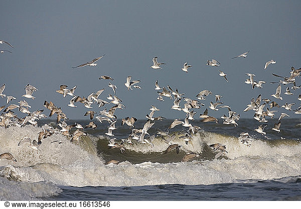 flock of Herring Gull and Black-headed Gull in surf; groep Zilvermeeuw en Kokmeeuw in branding