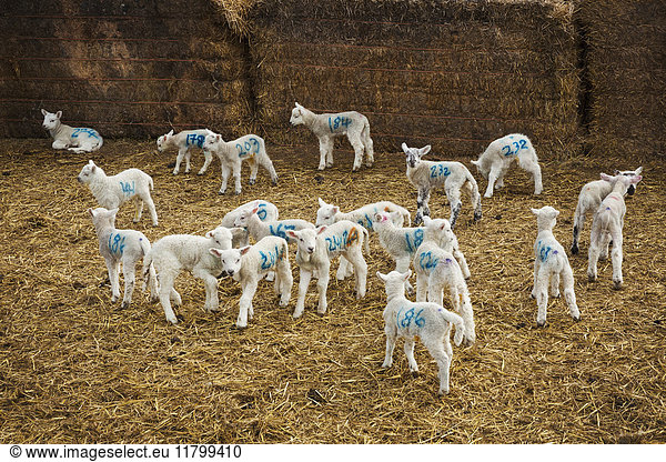 Flock of newborn lambs with blue numbers painted onto their sides standing in a stable on straw.