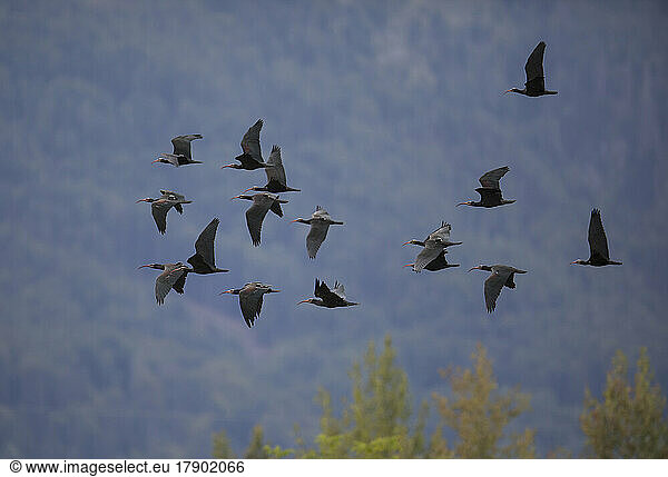 Flock of northern bald ibises (Geronticus eremita) in flight