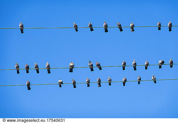 Flock of pigeons perching on power lines against clear blue sky