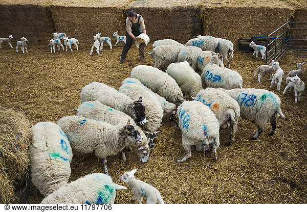 Flock of sheep and newborn lambs with blue numbers painted onto their sides standing in a stable on straw.