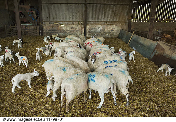 Flock of sheep and newborn lambs with blue numbers painted onto their sides standing in a stable on straw.
