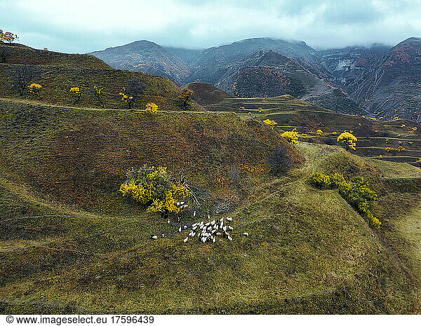 Flock of sheep and rams on mountain at North Caucasus  Dagestan  Russia