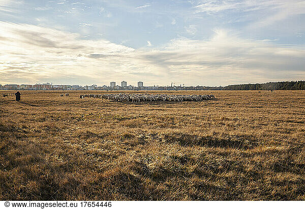 Flock of sheep at agricultural field on sunny day