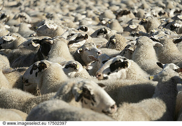Flock of sheep at farm