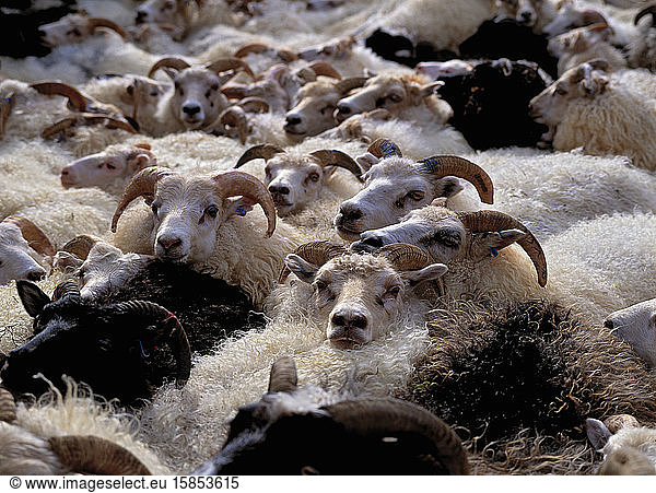 flock of sheep at traditional sheep round up in Iceland