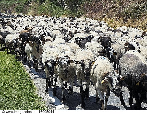 Flock of sheep during their transhumance. Sant Mart? d 'Albars village countryside. Llu?an?s region  Barcelona province  Catalonia  Spain.