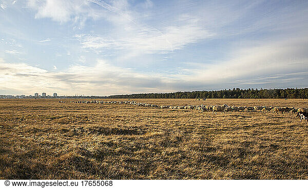 Flock of sheep grazing on agricultural field