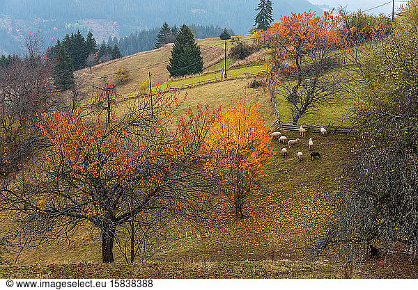 Flock of sheep in autumn nature.