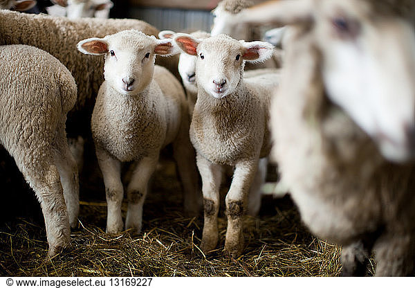 Flock of sheep in barn