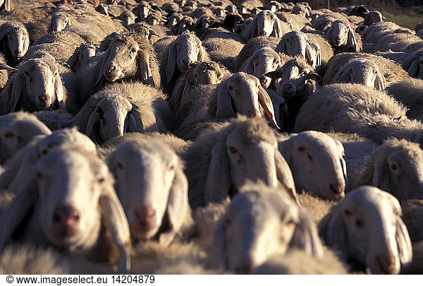 Flock of sheep  Lago di Loppio protected area  Trentino Alto Adige  Italy