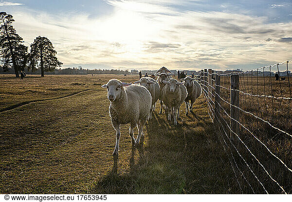 Flock of sheep walking on agricultural field