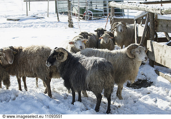 Flock of sheeps in barn  Bavaria  Germany