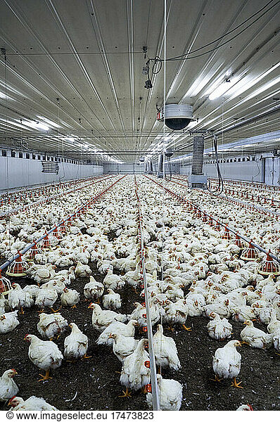 Flock of white chicken in illuminated factory
