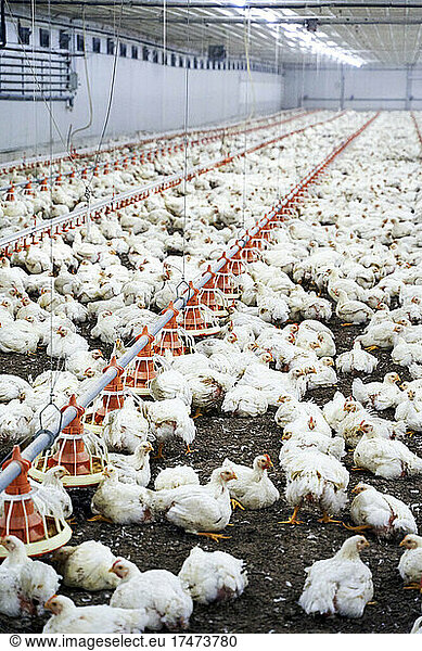 Flock of white chicken in poultry farm