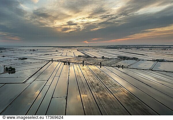 Flooded rice fields in May at daybreak  aerial view  drone shot  Ebro Delta Nature Reserve  Tarragona province  Catalonia  Spain  Europe
