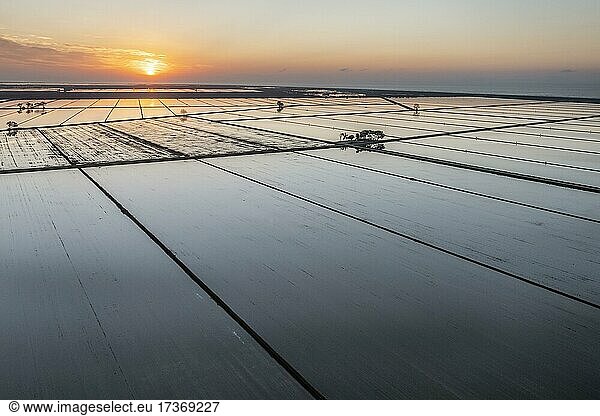Flooded rice fields in May at sunrise  aerial view  drone shot  Ebro Delta Nature Reserve  Tarragona province  Catalonia  Spain  Europe