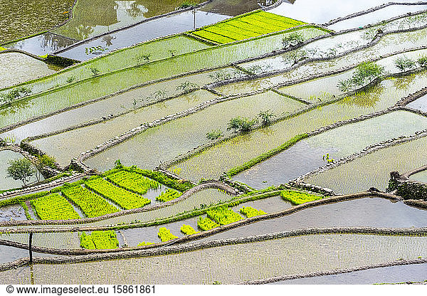 Flooded rice terraces in early spring  Batad  Philippines