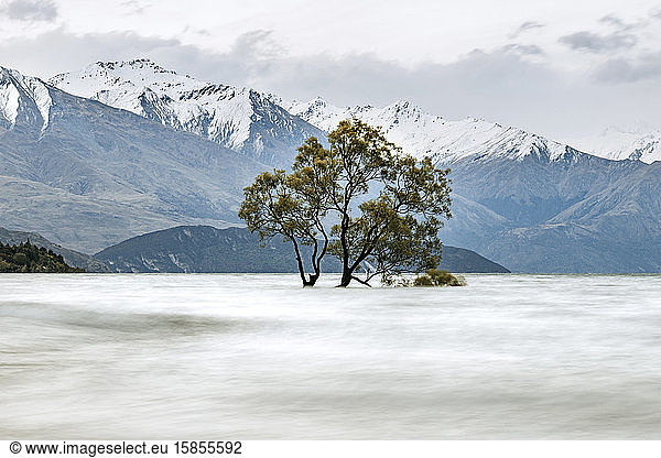 Flooded tree and snow covered mountains on Lake Wanaka New Zealand