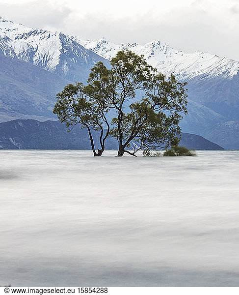 Flooded wanaka tree in lake with large snowy mountains in distance