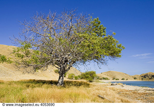 Flora auf Komodo mit Akazien (Acacia tomentosa) und Steppengras (Imperata cylindrica) das als Baumaterial für Hüttendächer verwendet wird  Komodo National Park  Komodo  Indonesien  Südostasien