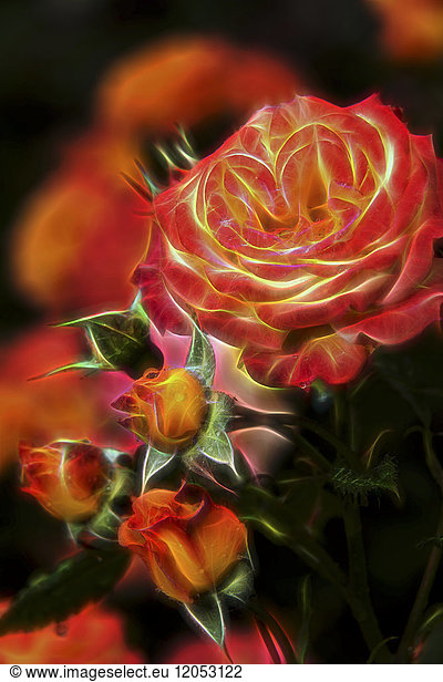 Floribunda-Rosen (Rosa)  'garden Delight' Rosaceae  New York Botanical Garden; Bronx  New York  Vereinigte Staaten von Amerika