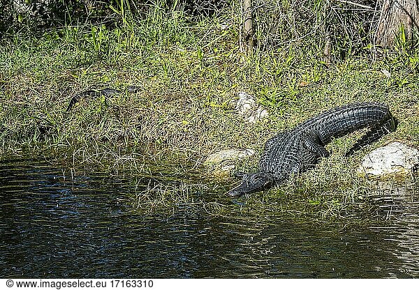 Florida. Amerikanischer Alligator 'Alligator mississippiensis' und Baby sonnen sich in den Everglades.