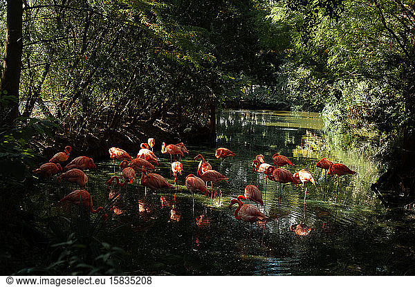 Florida-Flamingos