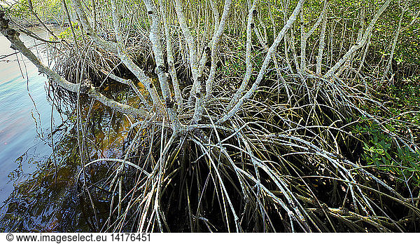 Florida Mangrove Swamp