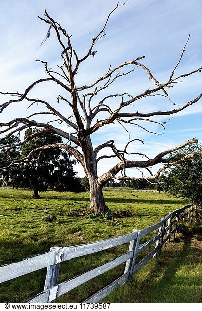 Florida  Ocala  dead live oak tree