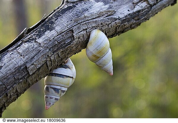 Florida tree snail (liguus fasciatus)  florida tree snail  Other animals  Snails  Animals  Molluscs  Liguus tree snail  Florida