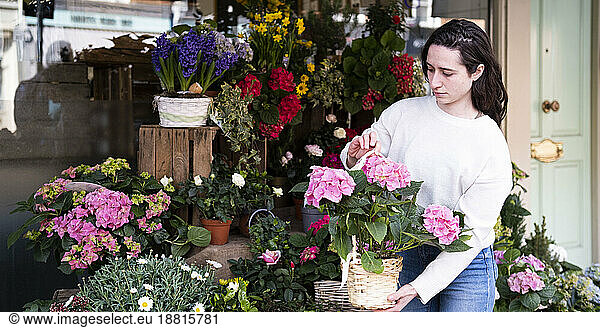 Florist arranging potted plant and flowers at shop