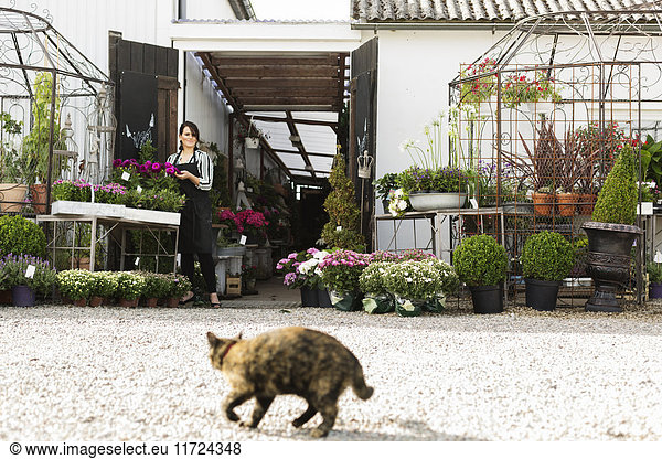 Florist in flower shop  cat in foreground