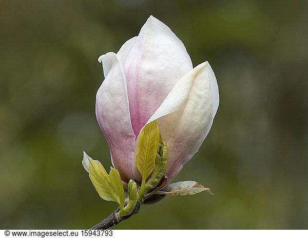 Flower  Chinese Magnolia (Magnolia x soulangeana)  variety Rubia  Sweden  Europe