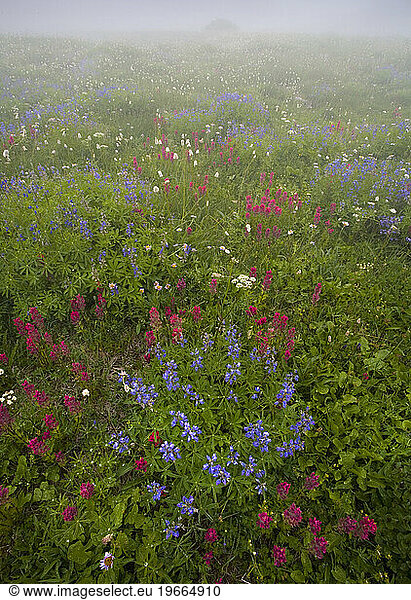 Flower fields in mist.
