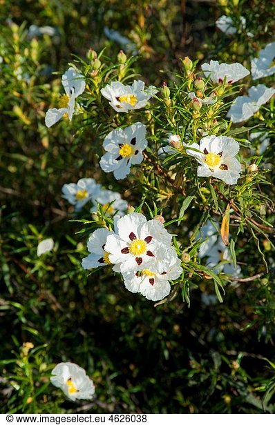 Flower greasy jara (Cistus ladanifer maculata). Odiel Marshes Natural Place. Huelva. Andalucia. Spain.