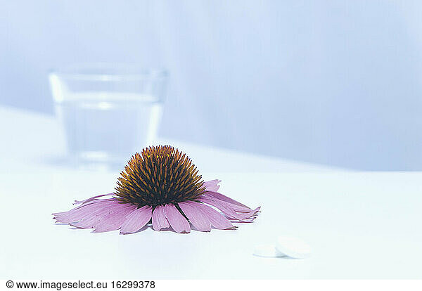 Flower head of Echinacea with glass of water and tablets  close up