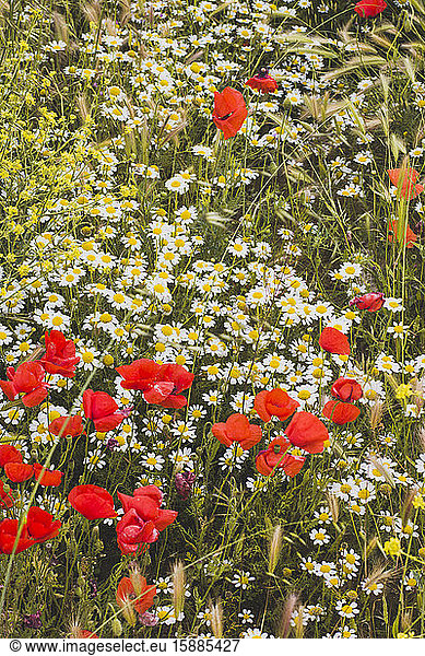 Flower meadow with poppies